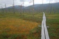 Moorlandschaft im Pyhä-Luosto NP