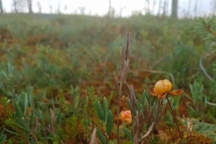 die unter Naturschutz stehenden Moltebeeren