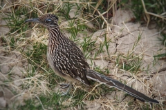 ein Meep-Meep (Roadrunner)