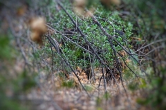 hinter dem Gebüsch ist der Bär versteckt