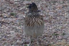 noch ein Roadrunner