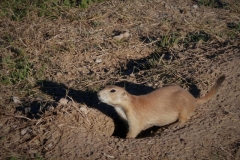 täglich grüßt das Erdmännchen