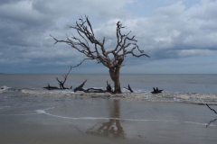 Driftwood Beach auf Jekyll Island