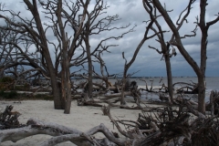 Driftwood Beach auf Jekyll Island