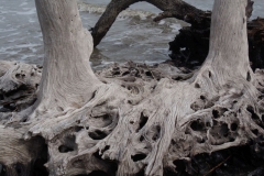 Driftwood Beach auf Jekyll Island