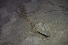 kleines Dino-Skelett