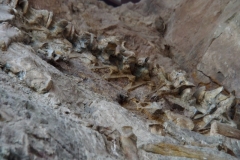 viele Dino-Knochen