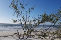 Honeymoon Island