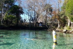 viele Manatees an der warmen Quelle
