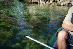 Manatee