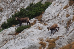 Die Gemsen blicken wohl nur mitleidig auf uns herunter!