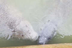 Manatees in der Marina
