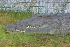 Krokzilla, Foto by ewaldontour