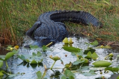 Alligator on duty