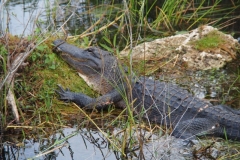 Alligator on duty