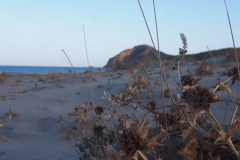 PA230808-1