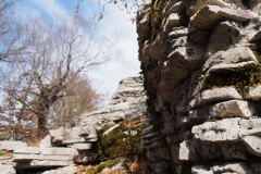 im versteinerten Wald