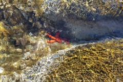 Seestern am Schnorchelstrand