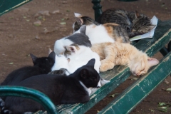 Mittagsschlaf der Katzen von Kotor