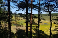 Moorlandschaft im Lahemaa NP