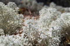 Moorlandschaft im Lahemaa NP