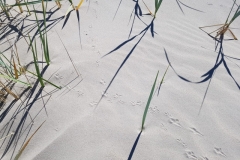 Deine Spuren im Sand ...
