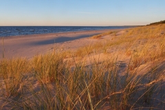Strandhafer im Sonnenuntergang