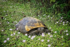 Florida turtoise (Landschildkröte)