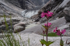 Brenndalsbreen