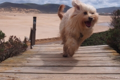 Bo in Action