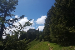 auf dem Weg zum Gipfel im Allgäu