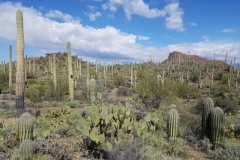 Saguaros soweit das Auge reicht