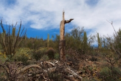 zur Erfüllung unseres Bildungsauftrages: innere Holzstruktur