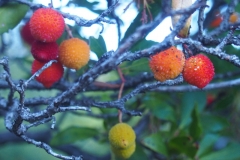 Erdbeerbaum