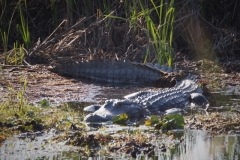 See you later Alligator ...