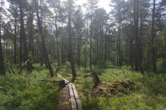 Bohlenweg im Store Mosse Nationalpark