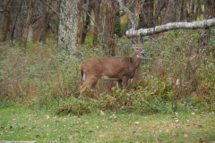 hungriger Besucher am Campingplatz