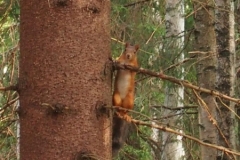 wilde Tiere - aber sehr fotogen :-)