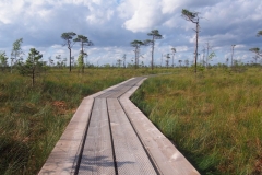 Bohlenweg über das Moor