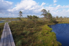 Bohlenweg über das Moor