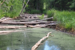 wenn er Biber fertig ist, sieht es so aus...