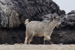 Strandläufer