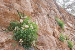 in der Sierra Espuna